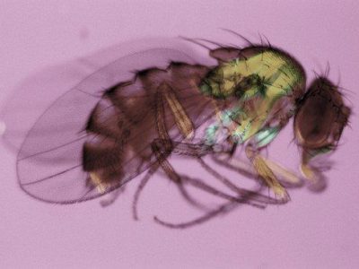 Utilizando la mosca de la fruta (Drosophila melanogaster) como modelo hemos identificado una clase de genes regulados a lo largo del desarrollo cuya expresión se activa de forma temporal sin presentar las modificaciones canónicas de activación génica. Imagen: Drosophila melanogaster (National Institute of General Medical Sciences).