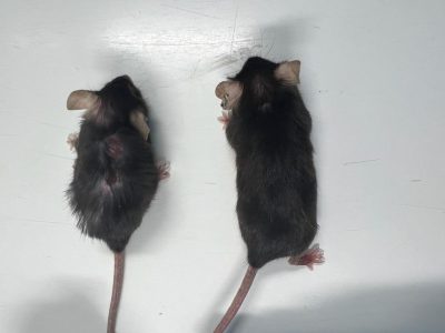 Ratones gemelos idénticos de la misma edad. El ratón de la izquierda ha envejecido normalmente sin intervención. El ratón de la derecha recibió tratamiento con anticuerpos anti-IL-11 a partir de las 55 semanas, el equivalente a la mediana edad en un ratón. Imagen: MRC Laboratory of Medical Sciences.