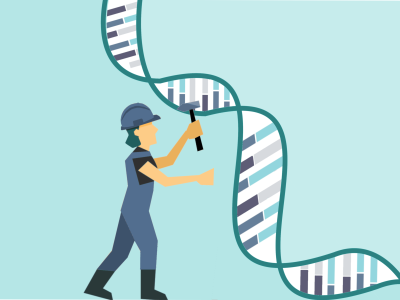 Un equipo de investigadores de la Universidad de Stanford ha diseñado una herramienta CRISPR-Cas, con un sistema Cas de tamaño reducido. Imagen: Genotipia.