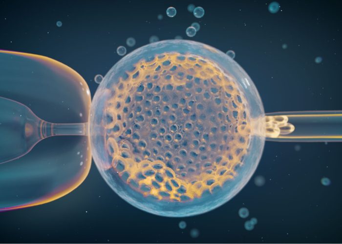 Biopsia de un embrión obtenido por fecundación in vitro. El análisis de miles de estos embriones ha permitido identificar variantes genéticas relacionadas con anomalías cromosómicas y aborto espontáneo. Imagen: Thom Leach, Amoeba Studios