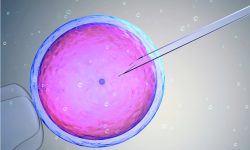 El análisis del exoma de mujeres con problemas de fertilidad ha revelado nuevas causas genéticas de infertilidad