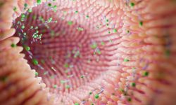 El estudio muestra que la genética de "compañeros de piso" podría influir en el microbioma intestinal.