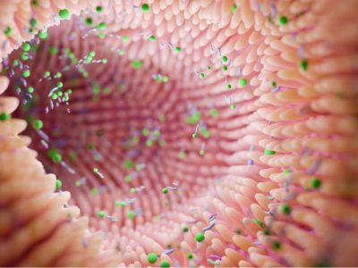 El estudio muestra que la genética de "compañeros de piso" podría influir en el microbioma intestinal.