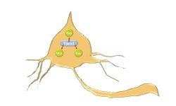 Gen TIAM1 y neuroblastoma