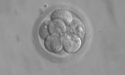 Embryo_8_cells.jpg
