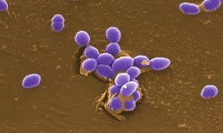 Enterococcus faecalis, una de las múltiples especies bacterianas que habita en el intestino humano. Imagen: Pete Wardell. Center for Disease Control and Prevention, National Institute of Health, EEUU.