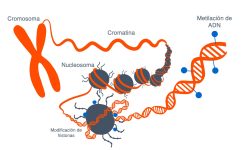Los mecanismos epigenéticos, que regulan la expresión de los genes sin modificar la secuencia de ADN también pueden contribuir al desarrollo de enfermedades. Imagen: Rosario García, Genotipia.