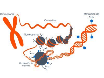 Los mecanismos epigenéticos, que regulan la expresión de los genes sin modificar la secuencia de ADN también pueden contribuir al desarrollo de enfermedades. Imagen: Rosario García, Genotipia.