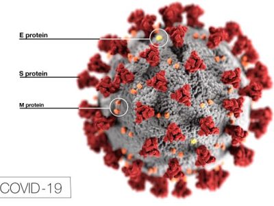 Estructura general del coronavirus SARS-CoV2. Imagen: Alissa Eckert, MS; Dan Higgins, MAMS, Centers for Disease Control and Prevention.