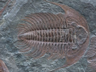 Evolución:¿Cuál es el origen de las especies?