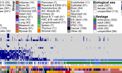 Imagen: Muestras utilizadas en EpiMap, con datos correspondientes a marcas epigenéticas en las histonas y representación de los metadatos de las muestras biológicas utilizadas. Imagen: EpiMap.