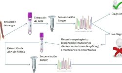 Metodología propuesta por los autores para el diagnóstico genético de la enfermedad de McArdle basada en el estudio del ARN en PBMCs. Imagen cortesía de los autores.