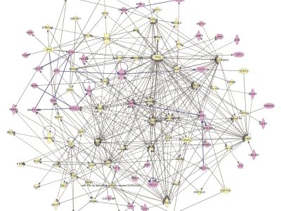 Interacciones biológicas entre los componentes de red molecular identificada en el estudio. Imagen: Diaz-Beltran L, et al. A common molecular signature in ASD gene expression: following Root 66 to autism. Transl Psychiatry 2016.