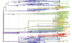 Mapa filogénico de relaciones genéticas entre los genomas obtenidos de personas infectadas con SARS-CoV-2. Imagen tomada de Nextrain.