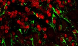 Corte histológico de cerebelo de ratón modelo de enfermedad mitocondrial con neuronas granulares marcadas en rojo y prolongaciones gliales en verde / Foto: María Morán.