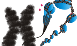 Representación artística de los eventos que llevan a la inactivación de la expresión del gen FMR1. Imagen: Dr. Marian L. Miller (Journal-Cover-Art.com).(2008) PLoS Genetics Issue Image