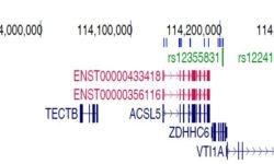 Región genómica donde se localiza el gen ACSL5. Imagen cortesía de los autores.