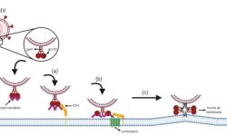 Figura 1. Mecanismo de entrada viral/fusión de membrana del VIH en linfocitos CD4+. Interacción inicial entre los loops variables y CD4 (a). El cambio conformacional en gp120 permite una interacción secundaria con CCR5 (b). Las puntas distales de gp41 se insertan en la membrana celular, gp41 sufre un cambio conformacional significativo; plegado por la mitad y formando bobinas en espiral (c).