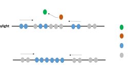 Figura 3. Esquema general de las técnicas utilizadas para medir la metilación del ADN en sitios CpG, todas ellas basadas en PCR. En el esquema simplificado se representan los dinucleótidos CpG como círculos, y las flechas indican la dirección de polimerización. El estado de metilación no está representado. Los círculos grises representan los CpGs que quedarían sin analizar en cada técnica correspondiente, mientras que los círculos azules representan los dinucleótidos CpGs evaluados en cada método. En el ensayo Real-time MSP Methylight, el círculo verde representa la molécula fluorescente, y el naranja representa la molécula bloqueadora de la emisión.