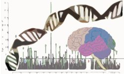 Un estudio ha relacionado por primera vez la variación genética en una región del genoma con un proceso celular implicado y con uno de los desórdenes psiquiátricos más frecuentes, la esquizofrenia.