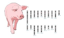El genoma del cerdo contiene retrovirus endógenos que podrían potencialmente activarse en humanos si estos son trasplantados con un órgano del cerdo.
