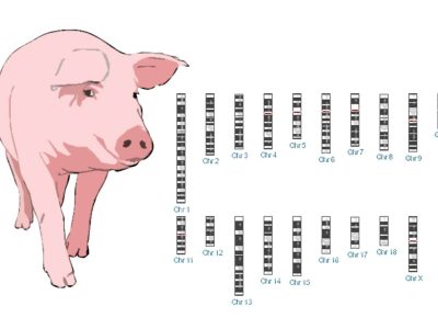 El genoma del cerdo contiene retrovirus endógenos que podrían potencialmente activarse en humanos si estos son trasplantados con un órgano del cerdo.