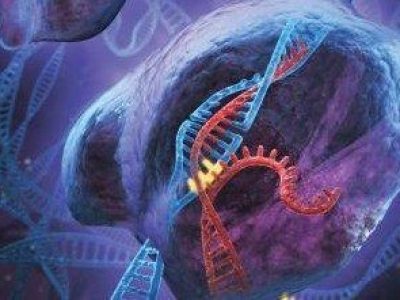 Genome Editing Image courtesy of Stephen Dixon and Feng Zhang  solo apra noticias51426_web