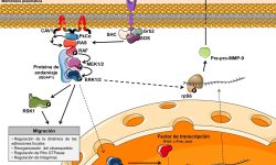 CAV1 regula la expresión y la actividad de MMP-9 a través de la vía de ERK1/2, con la participación de IQGAP1. Imagen: Grupo de Investigación en Sarcomas, IDIBELL.