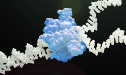 Helicasa, proteína encargada de separar las hebras de ADN durante la replicación. Imagen cortesía de BCD3D (bcd3d.com)