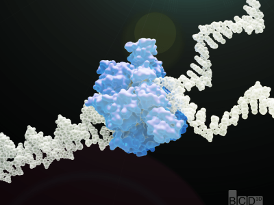 Helicasa, proteína encargada de separar las hebras de ADN durante la replicación. Imagen cortesía de BCD3D (bcd3d.com)