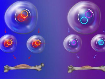 Herencia del ADN extracromosómico en cáncer