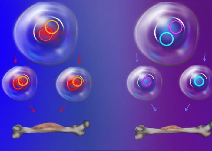 Herencia del ADN extracromosómico en cáncer