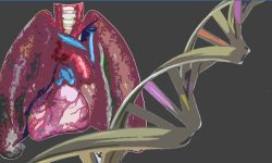 Mutaciones en el gen MMP21 pueden causar heterotaxia, condición causada por la posición anómala de ciertos órganos en el eje izquierdo/derecho. Imagen: MedigenePress S.L: