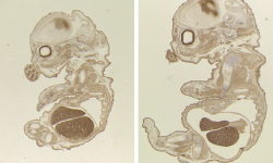 Los embriones de ratón desarrollados sin TLK2 son normales morfológicamente pero son más pequeños que los embriones control. Imagen: S. Segura-Bayona, IRB Barcelona.