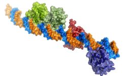 Estructura atómica tridimensional que muestra varias proteínas ToxR unidas al ADN. (A. Canals, IRB Barcelona)