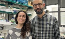Amanda González-Blanco y Marco Milan, investigadores del IRB Barcelona que han liderado el estudio que conecta las mitocondrias con la microcefalia
