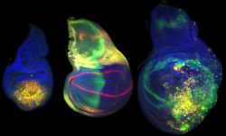 Imagen: Expresión de Wingless (en rojo) en primordios de ala de Drosophila en: regeneración (izquierda), desarrollo (centro) y tumorigénicos (derecha). Imagen: IRB Barcelona.