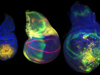 Imagen: Expresión de Wingless (en rojo) en primordios de ala de Drosophila en: regeneración (izquierda), desarrollo (centro) y tumorigénicos (derecha). Imagen: IRB Barcelona.