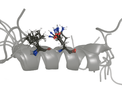 Estructura en forma de hélice alfa de uno de los péptidos diseñados en el trabajo (IRB Barcelona).