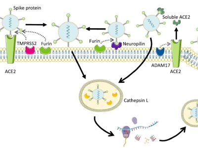 Figura 1. Receptores y proteasas de la superficie celular que permiten y facilitan la entrada de SARS-CoV-2 a la célula. Esta imagen ha sido creada usando Servier Medical Art (https://smart.servier.com).