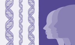 La  Sociedad Americana de Genética Humana (ASHG) ha publicado un documento que marca la ruptura entre la eugenesia y la genética