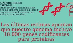 Infografía genes