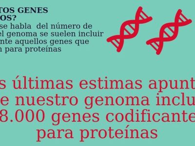 Infografía genes