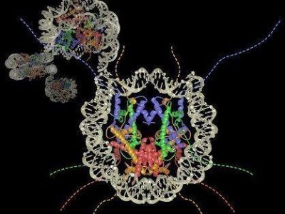 Estructura del nucleosoma. Imagen:Karolin Luger, Colorado State University