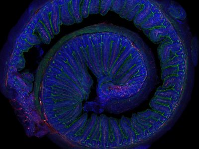 Microfotografía del intestino de un ratón adulto. Un reciente estudio conecta la microbiota intestinal con los beneficios del ejercicio físico moderado. Imagen: Elisa Cintado y José Luis Trejo (CNC-CSIC)