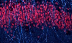 neuronas rompen su ADN