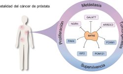 El factor de transcripción GATA2 tiene una función principal en la patogenia del cáncer de próstata al regular la agresividad de las células tumorales en fases iniciales y terminales de la enfermedad. Imagen cortesía de los autores.