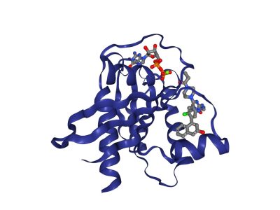 Estructura molecular de KRAS con el inhibidor. Imagen: Protein Data Base RCSB 5V9O, visualizado con NGL viewer.