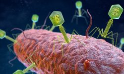 La Fagoteca One Health mejorará la lucha contra las resistencias antimicrobianas.