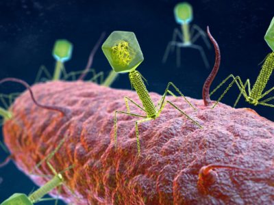 La Fagoteca One Health mejorará la lucha contra las resistencias antimicrobianas.